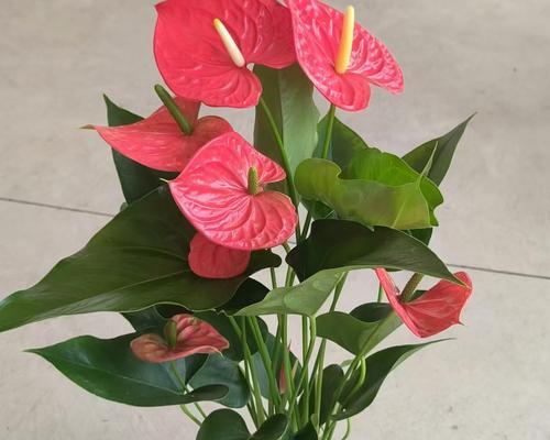 红掌的花语有哪些？红掌的寓意是什么？
