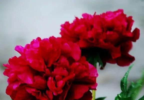 红景花的寓意是什么？红景花在不同文化中的象征意义是什么？