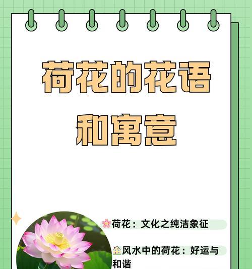 红景花的寓意是什么？红景花在不同文化中的象征意义是什么？