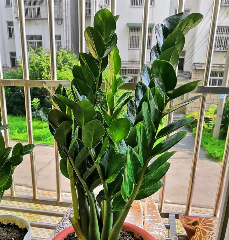 新年期间寓意好的花有哪些？如何选择寓意吉祥的花卉？