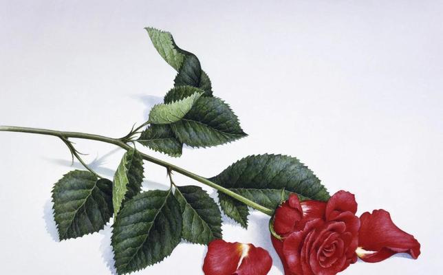 成功的花冰心寓意是什么？冰心花象征着什么？