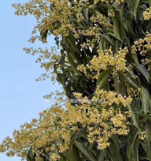 荔枝花的含义和文化特殊含义是什么？