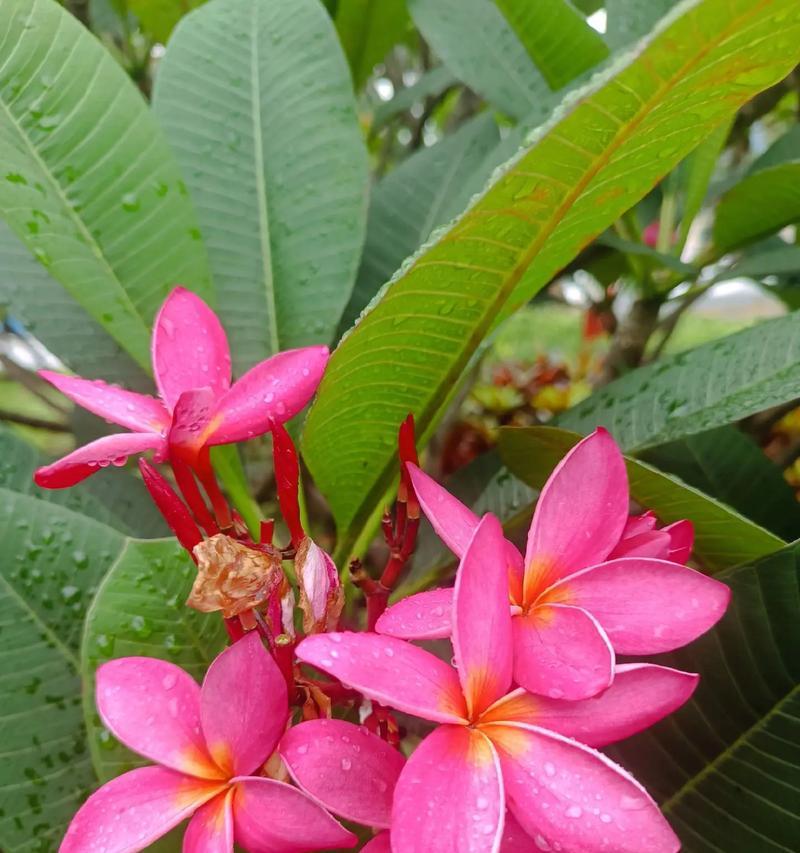 荔枝花的含义和文化特殊含义是什么？