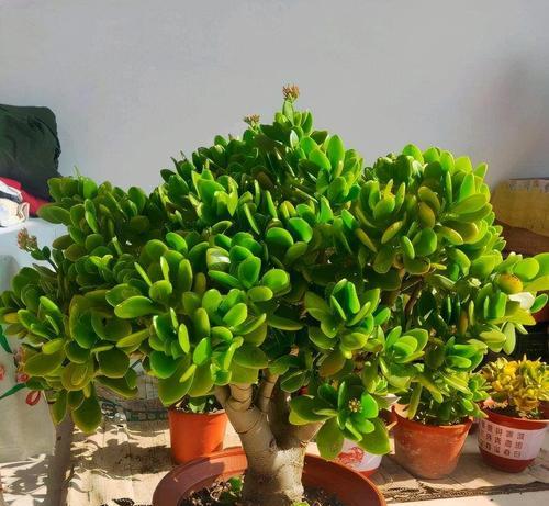 在农村院子种植哪些花寓意吉祥？