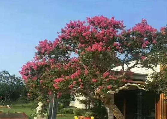 在农村院子种植哪些花寓意吉祥？