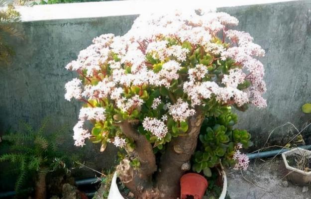 在农村院子种植哪些花寓意吉祥？