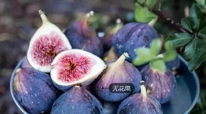 无花果的花有什么含义？自然界中无花果的角色是什么？