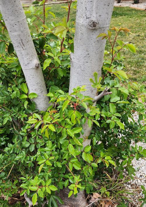 无花果的花有什么含义？自然界中无花果的角色是什么？