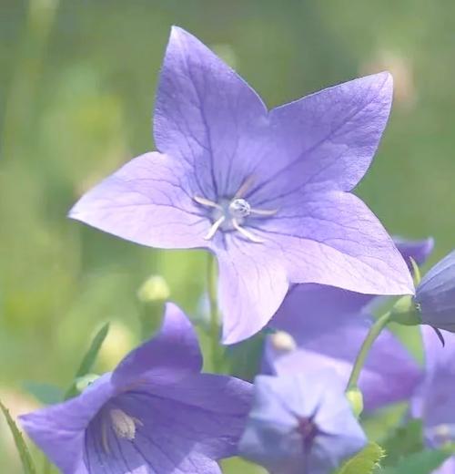 永恒象征的花朵及其花语是什么