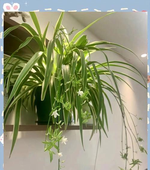 家里寓意不好的花有哪些？哪些花卉不宜摆放在家中？