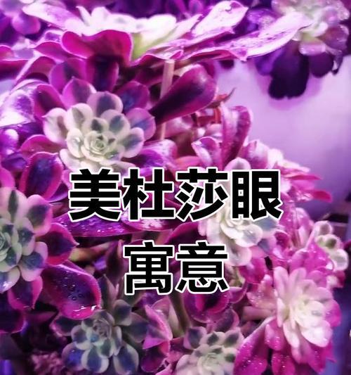 美杜莎花有何象征意义？它代表了什么？