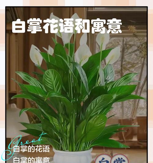 白雏菊的花语是什么？它的寓意有哪些？