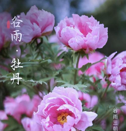 谷雨时节象征花是什么？