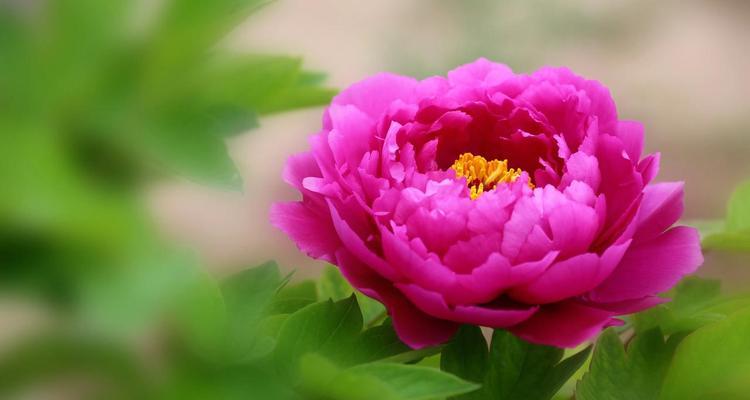 谷雨时节象征花是什么？