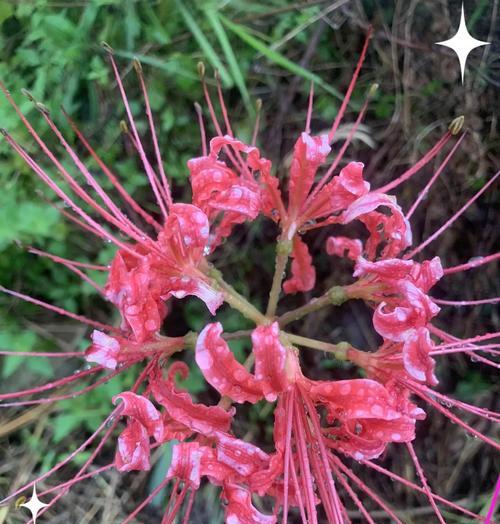 哪种花象征悲伤？花卉悲伤含义的深层解读？