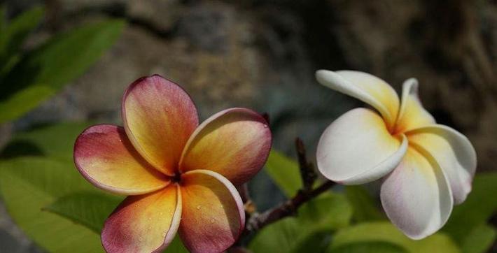 哪种花象征悲伤？花卉悲伤含义的深层解读？