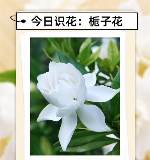 野栀子花的花语有哪些解释？