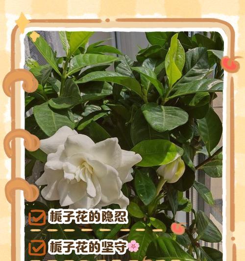 野栀子花的花语有哪些解释？