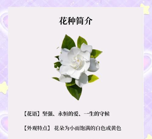 野栀子花的花语有哪些解释？