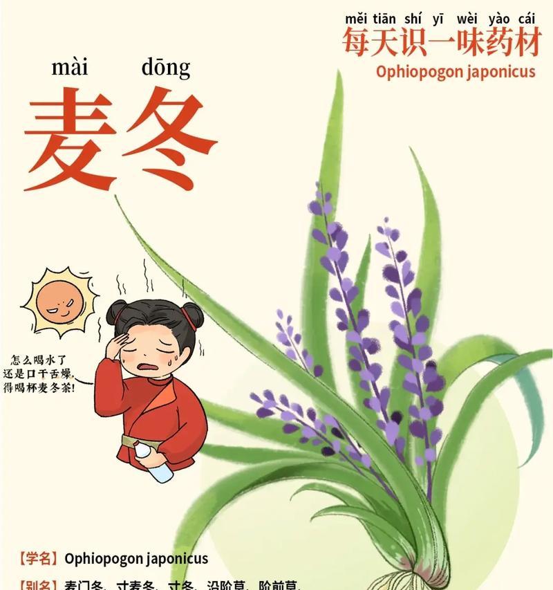 麦冬花语是什么？传统中麦冬花的象征意义是什么？