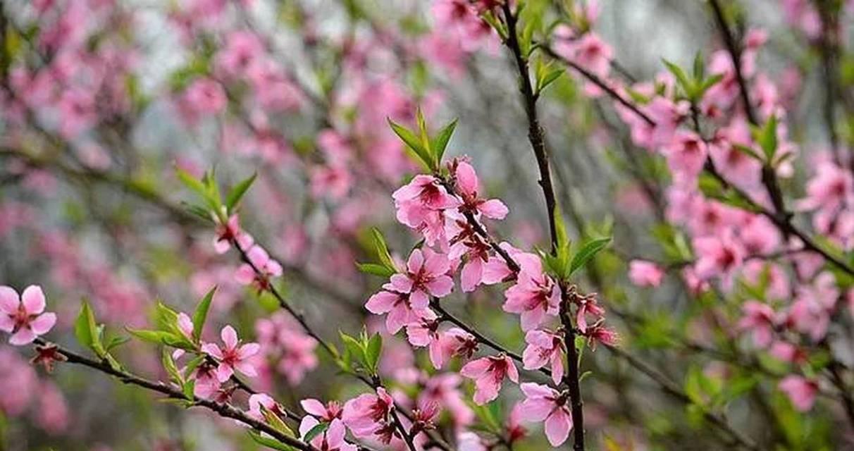 朝气蓬勃的花代表什么？