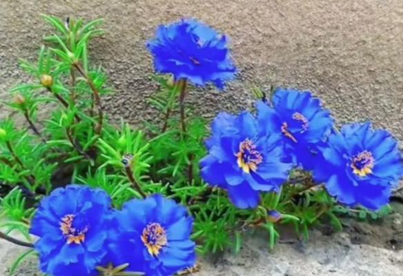 蓝色花在文化中象征着什么？