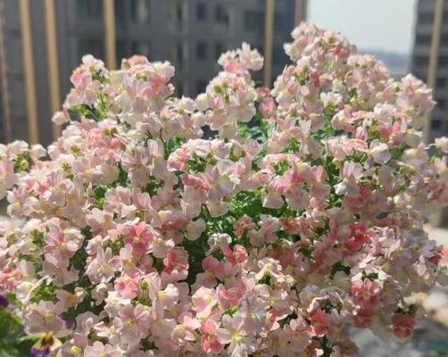 仙女花象征着什么？仙女花的寓意是什么？