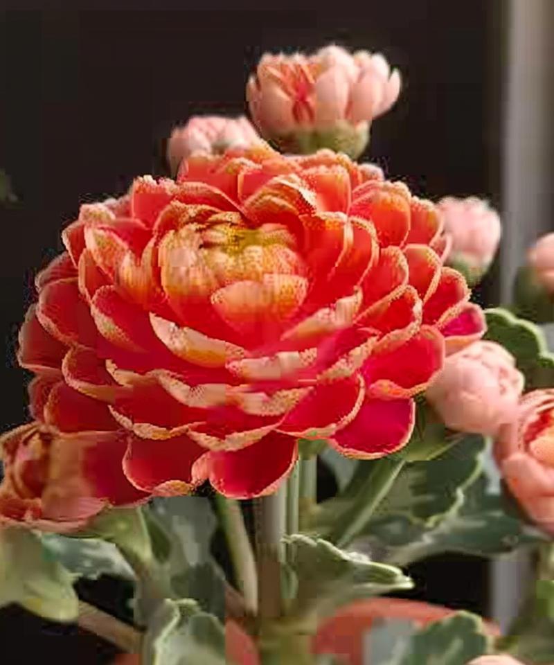 哪种花象征发财及其花语是什么？