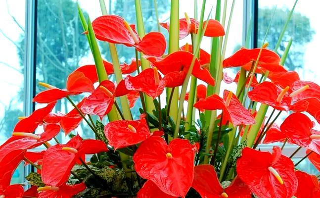 哪种花象征发财及其花语是什么？