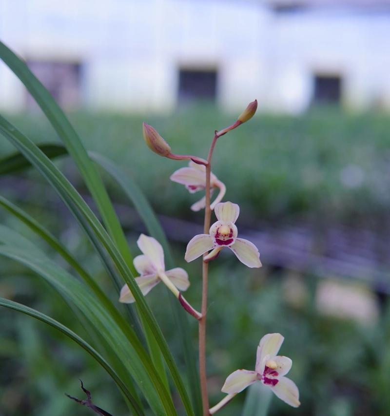 三花有哪些花色的名称和寓意？它们象征什么？