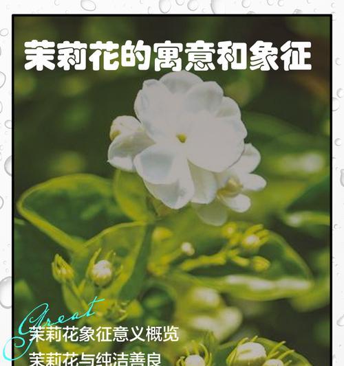 离别时送什么花表达特定的寓意？