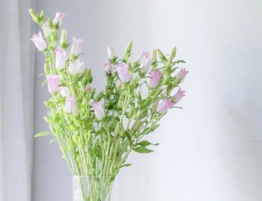 红风铃花的寓意是什么？有哪些禁忌？