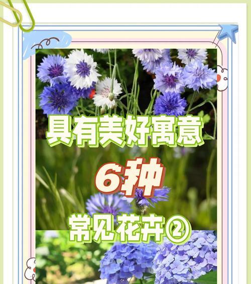 雪椿花的花语和象征意义是什么？