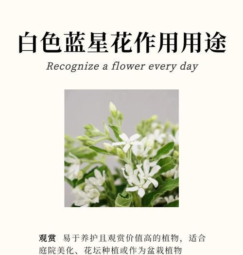 雪椿花的花语和象征意义是什么？