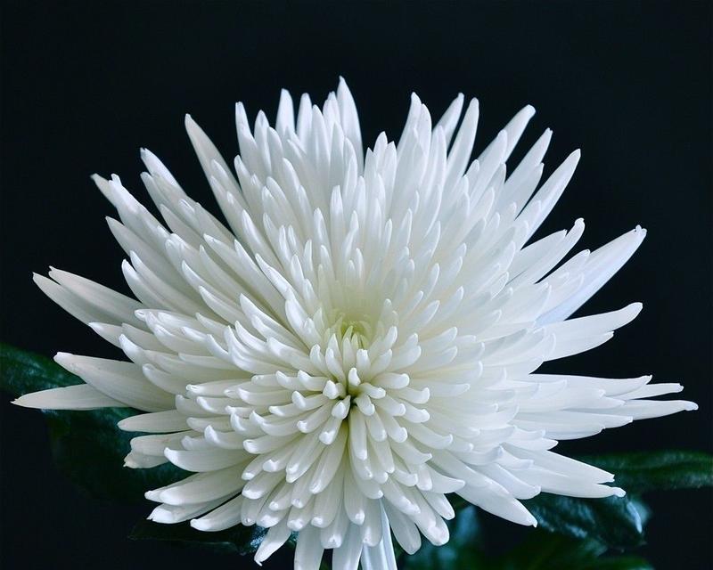 白菊花语通常象征着什么？白菊的花语含义是什么？