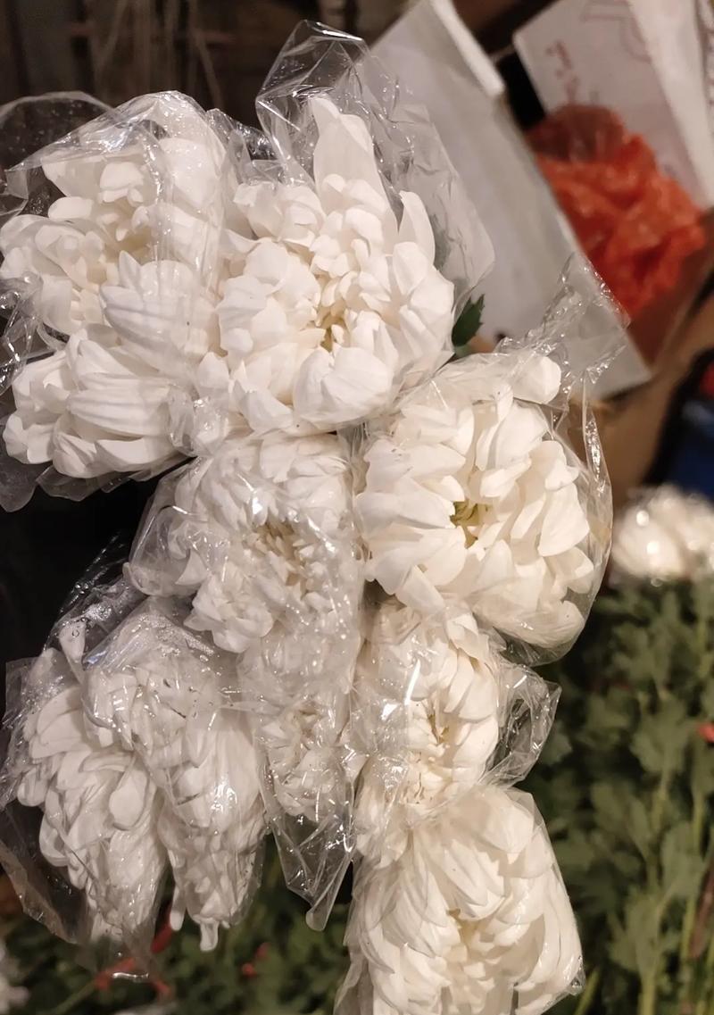 白菊花语通常象征着什么？白菊的花语含义是什么？