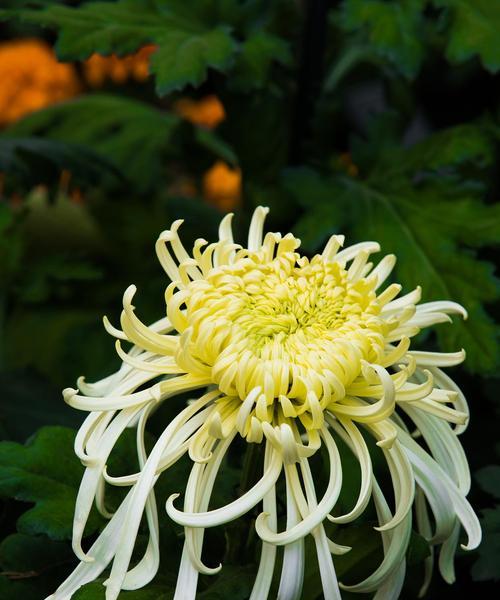 白菊花语通常象征着什么？白菊的花语含义是什么？