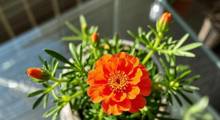 哪种花象征光明？寻找代表希望与光明的花卉？