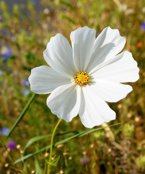 哪种花象征光明？寻找代表希望与光明的花卉？