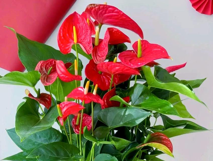 常见花卉中哪些寓意吉祥？如何选择寓意吉祥的花卉？