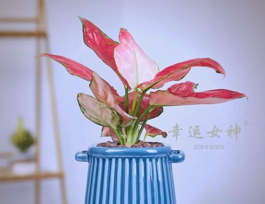 常见花卉中哪些寓意吉祥？如何选择寓意吉祥的花卉？