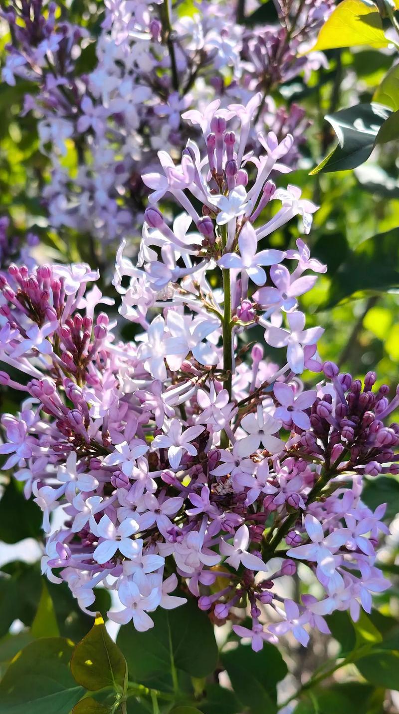丁香花的花语有哪些？代表什么含义？