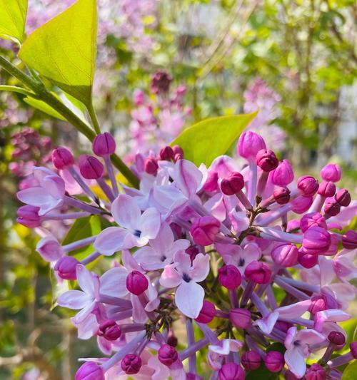 丁香花的花语有哪些？代表什么含义？