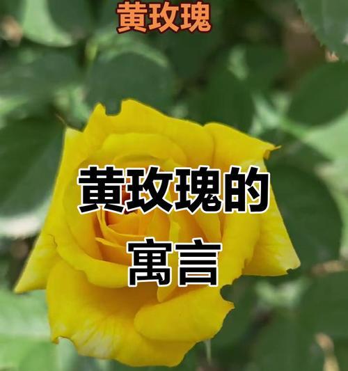 黄玫瑰花的花语和寓意是什么？