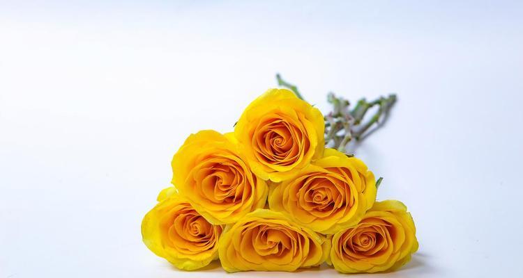 黄玫瑰花的花语和寓意是什么？