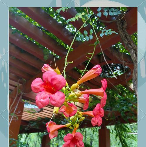 花利群代表什么含义？这种花的寓意是什么？