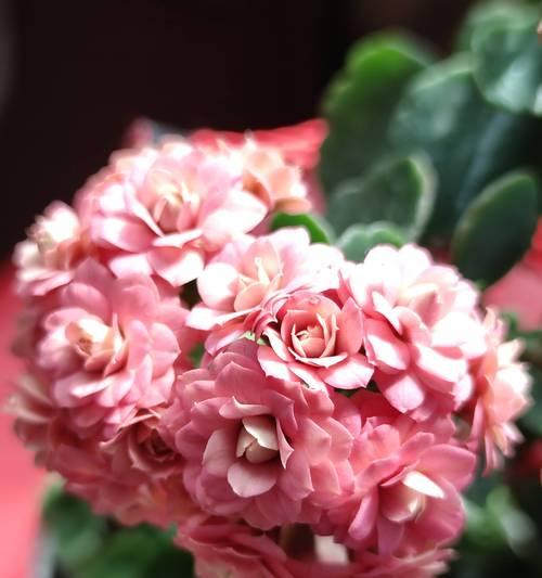 长寿花卉有哪些？它们各自象征着什么？