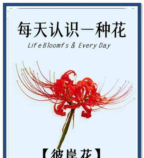 表达思念的花有哪些？它们各自代表什么意义？