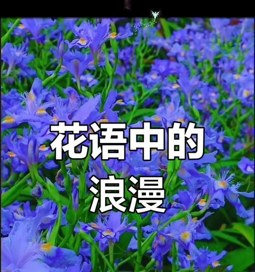 表达思念的花有哪些？它们各自代表什么意义？