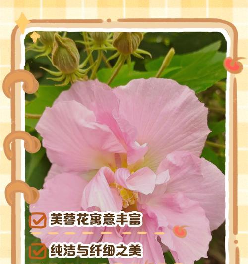 寓意新生和光明的花有哪些？它们代表了哪些意义？
